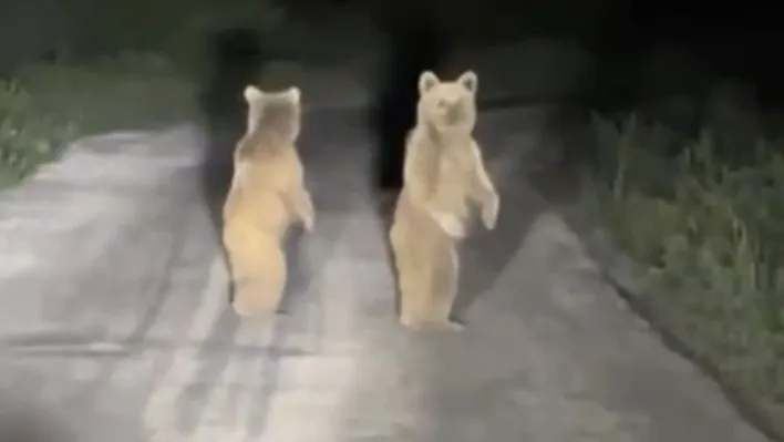 Kazdağları'nda otomobil gören yavru ayılar böyle kaçtılar