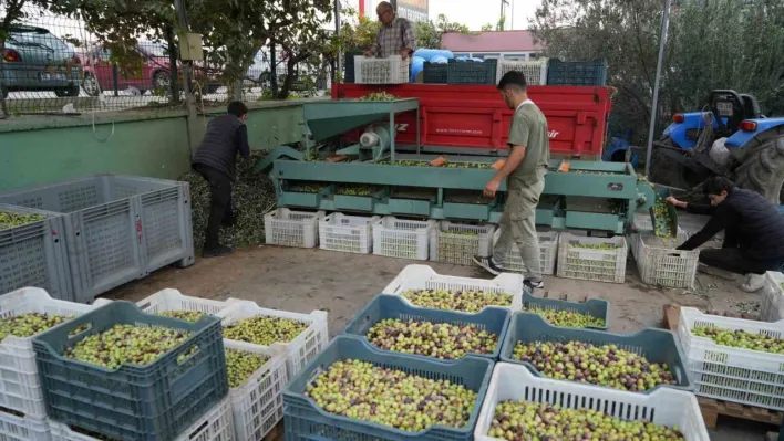 Kazdağları'nda tescilli yeşil çizik zeytin için elek mesaisi başladı