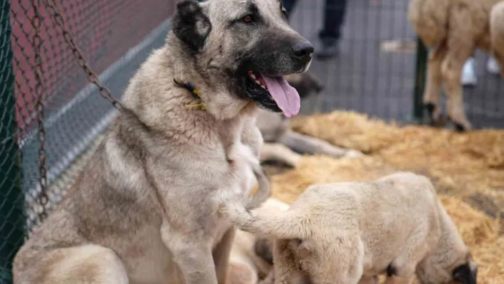 Keçiören'de 'Anadolu'ya Açılan Kapı Sivas Günleri' başladı