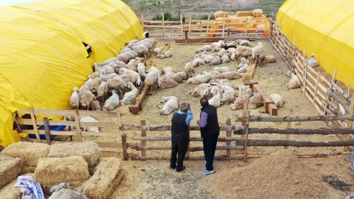 Keçiören'de kurban pazarı kuruldu, satışlar başladı