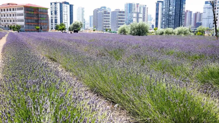 Keçiören'in lavanta ve gül bahçesi ziyaretçileri tarafından beğeni görüyor