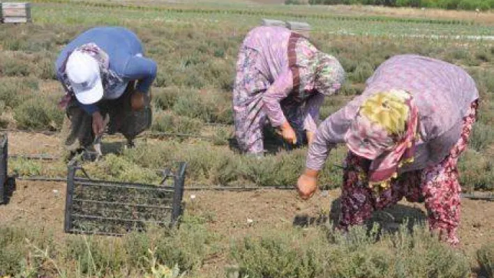 Kekik Ve Fesleğen Hasatı Gerçekleşti