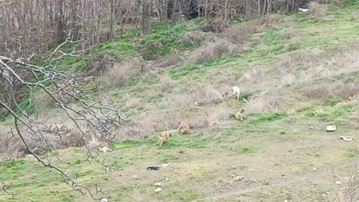 Kendilerine saldıran sokak köpeklerini kayda alan çocukların korku dolu anları kamerada