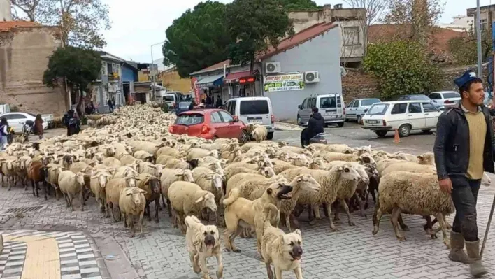 Kent merkezinden geçen koyun sürüsü ilginç görüntü oluşturdu