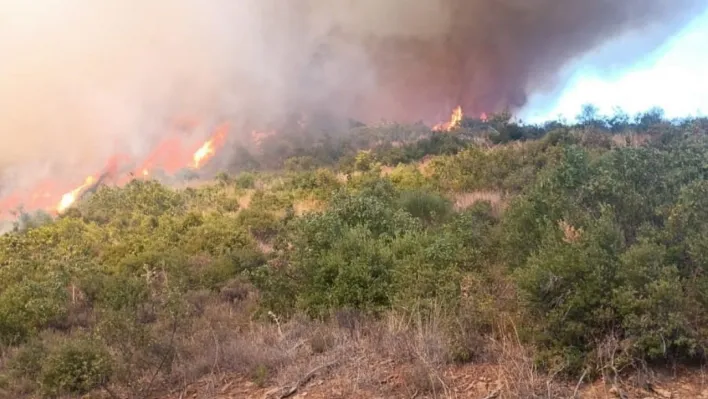 Kepsut'ta orman yangını başladı