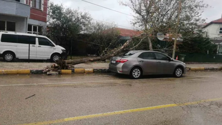 Keşan'da şiddetli rüzgar nedeniyle otomobilin üzerine ağaç devrildi