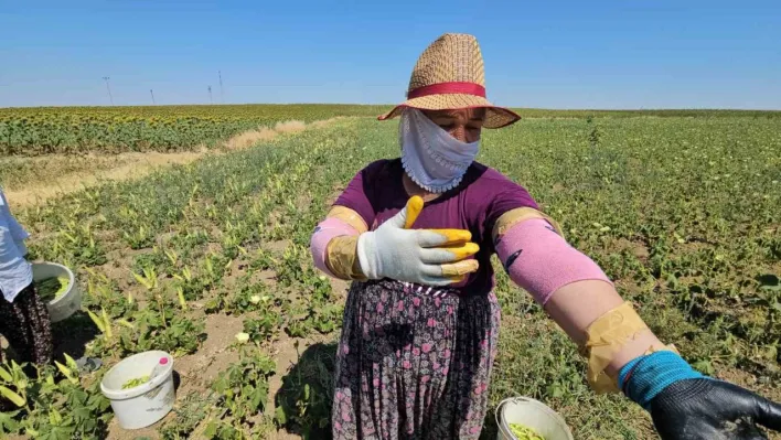 Keşan'ın altın değeri: Siğilli bamyası tarladan sofraya alın teriyle geliyor