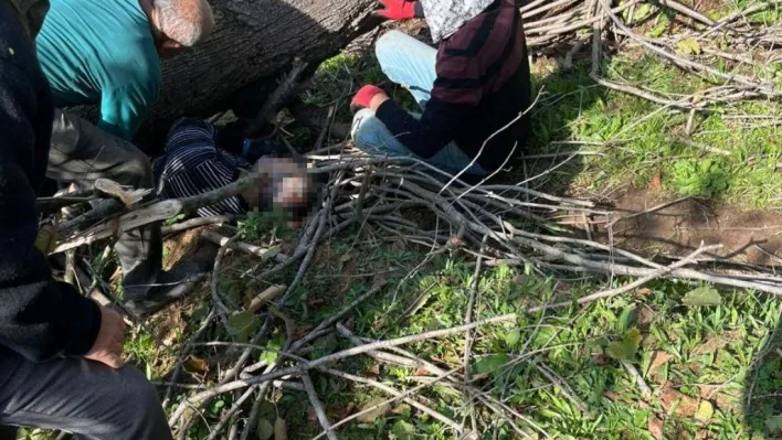 Kestiği ağacın altında kalarak yaralanmıştı, hastanede hayatını kaybetti