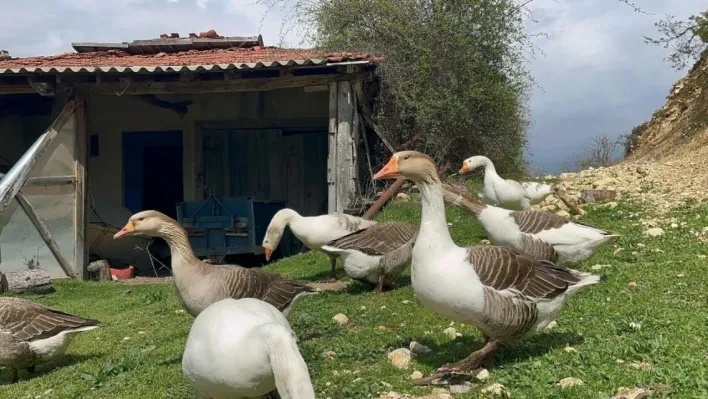 Kick boksçu 'kaz tüyü' topluyor ihraç ediyor yorgan yapıyor