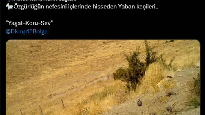 Kınalı keklikler ve yaban keçileri fotokapana takıldı