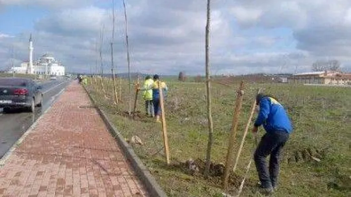 Kiptaş 2 Yoluna 184 Adet Çınar Ağacı Dikildi