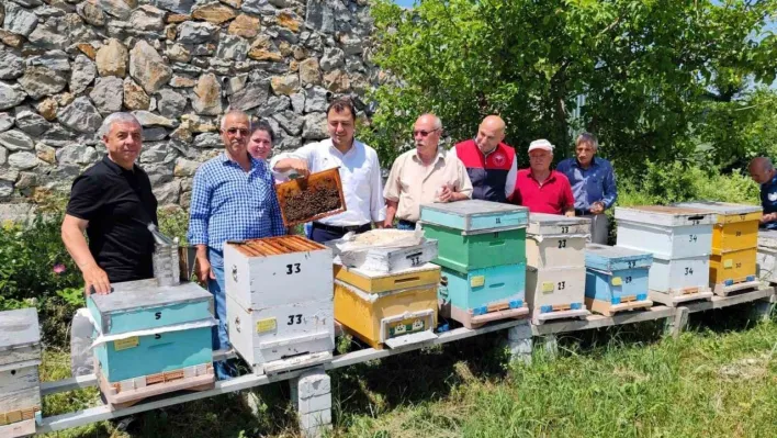 Kırklareli'nde 'ana arı' dağıtımı