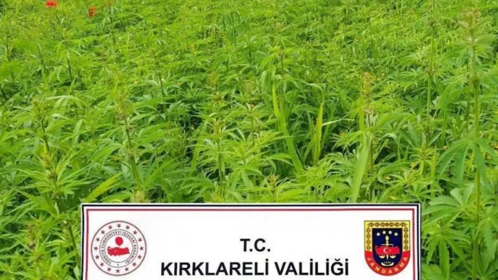 Kırklareli'nde 1 milyon 137 bin 500 kök Hint keneviri ele geçirildi