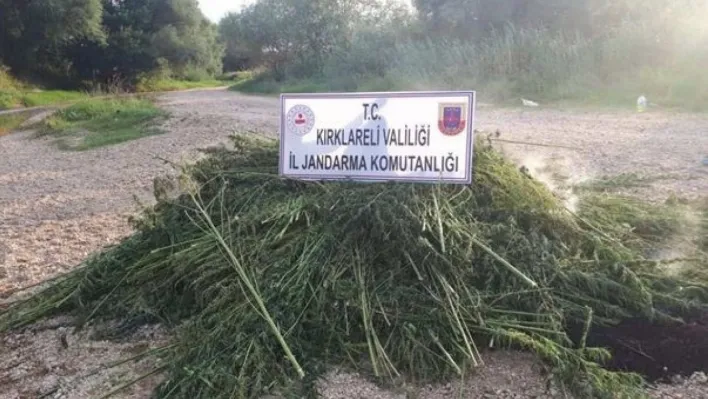 Kırklareli'nde 1 milyon 250 bin kök Hint keneviri ele geçirildi