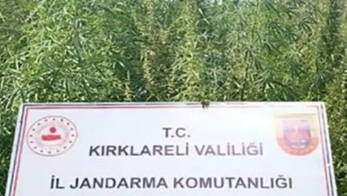 Kırklareli'nde 102 bin kök kenevir ele geçirildi