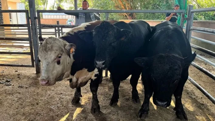 Kırklareli'nde 11 kaçak büyükbaş hayvan yakalandı