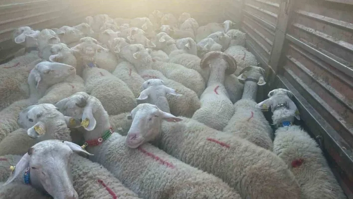 Kırklareli'nde 57 kaçak hayvan yakalandı