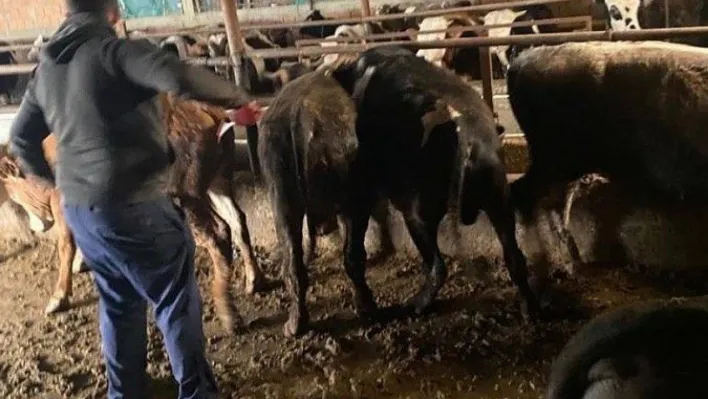 Kırklareli'nde 63 kaçak büyükbaş hayvan yakalandı