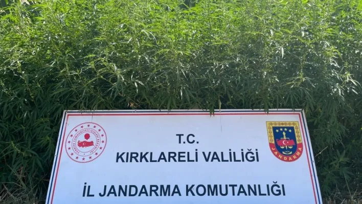 Kırklareli'nde 754 bin kök Hint keneviri ele geçirildi