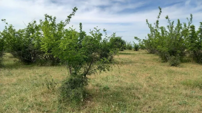 Kırklareli'nde parçalanmış ceset bulundu