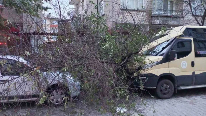 Kırklareli'nde şiddetli rüzgar ağaçları devirdi