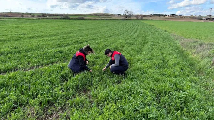 Kırklareli'nde tarlalara ekilen kuraklığa dayanıklı yem bitkilerinin kontrolleri yapıldı