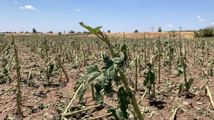 Kırklareli'nde yaşanan dolunun hasar tespiti tamamlandı: 150 dekar tarım alanı zarar gördü