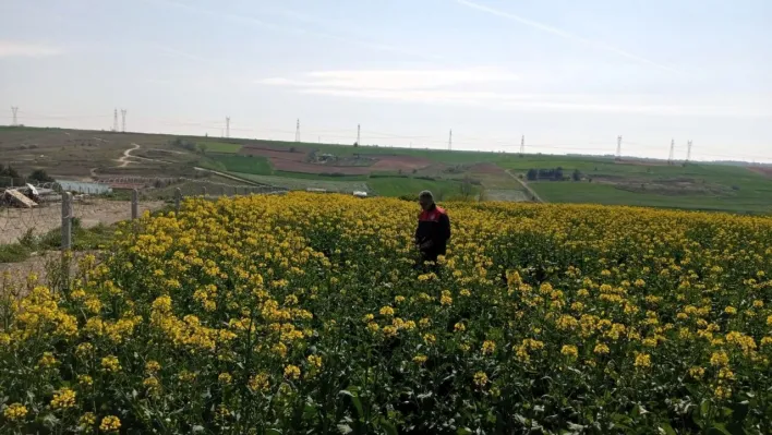 Kırklareli'nde zirai dona karşı hasar tespit başladı