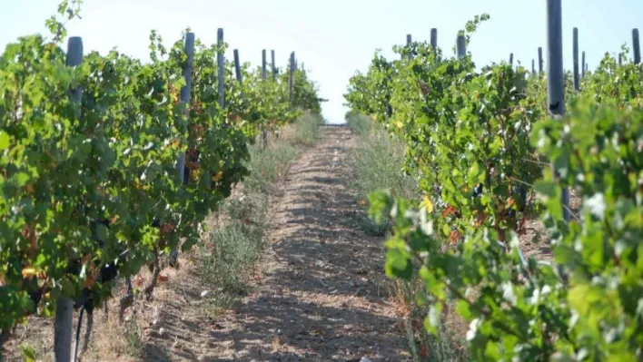 Kırklareli'nde zirai dondan etkilenen üreticilere destek ödemesi