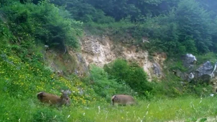 Kızıl geyikleri fotokapan görüntüledi