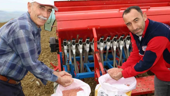 Kocaeli'de çiftçilere yüzde 75 hibeli tohum desteği