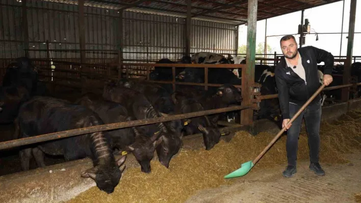 Kocaeli'de manda sayısı artıyor