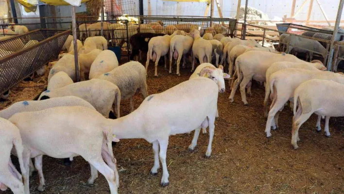 Kocaeli'de şap hastalığı şüphesi