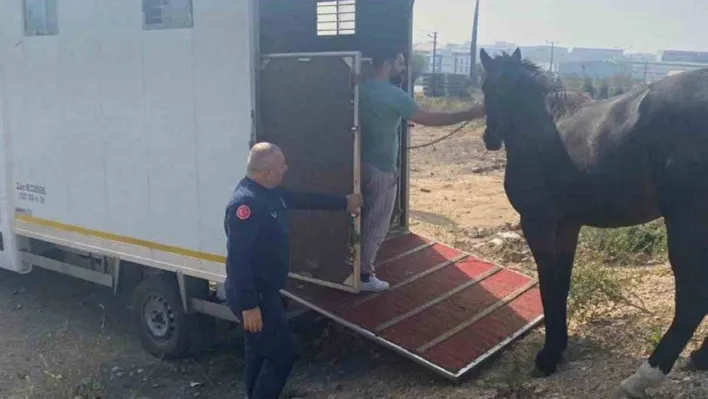 Kocaeli'de yakalanan başıboş at Tekirdağ'a gönderildi