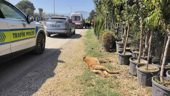 Köpeğe çarpan motosikletli yaralandı