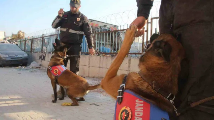 Köpekler yaralı halde enkazdan enkaza koştu