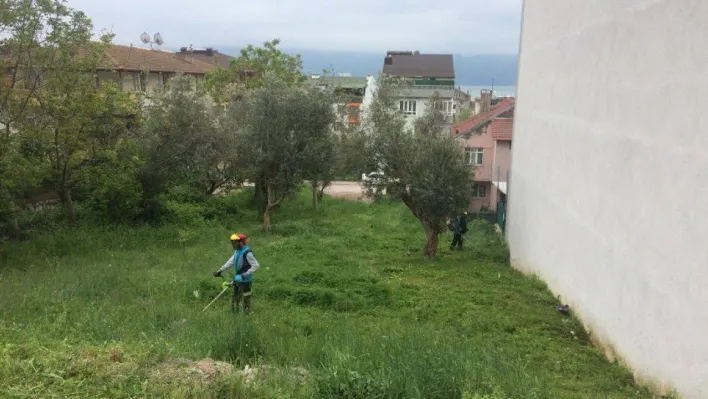 Körfez'de yabani ot biçme çalışmaları sürüyor