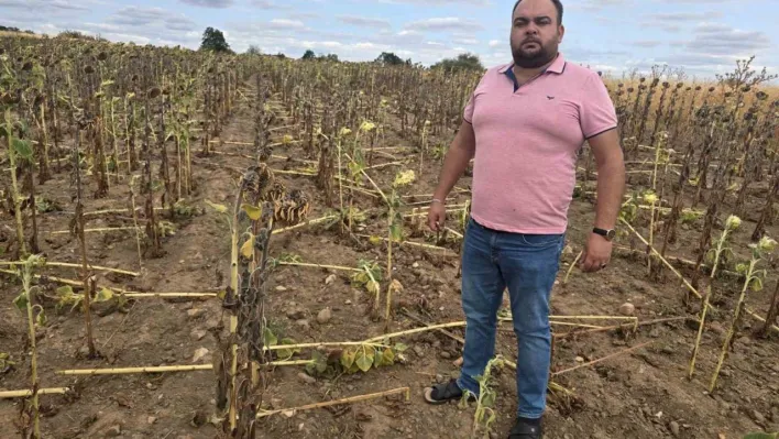 Kuraklığın üstüne bir darbe de domuzlardan: Ayçiçeği tarlaları tehdit altında