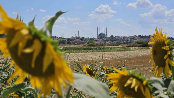 Kuraklık Trakya'yı vurdu: Ayçiçeğinde verim alarmı