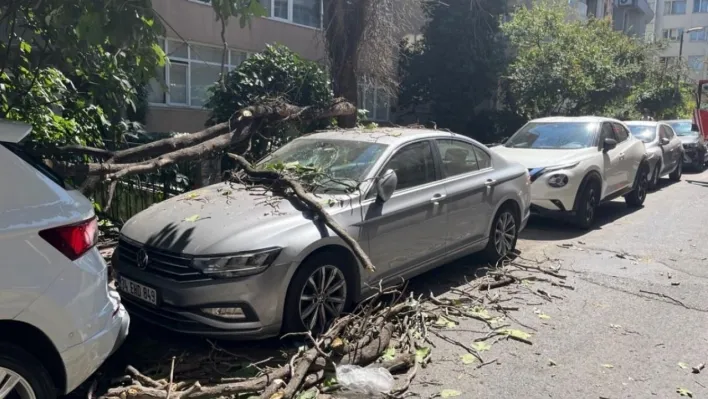 Kurumuş ağaç dalı aracın üzerine düştü: Vatandaş son anda kurtuldu