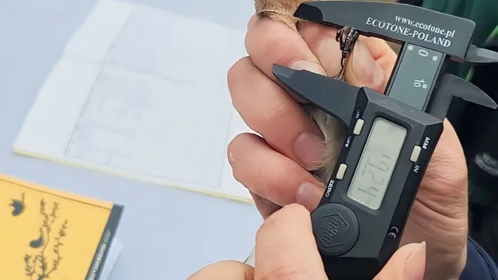 Kuşların türlerini ve rotalarını belirleyecek çalışma: Halkalama istasyonu