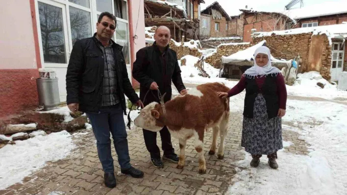 Kütahya Simavlı Gülper teyze, sattığı tosunun parasını depremzedelere bağışladı