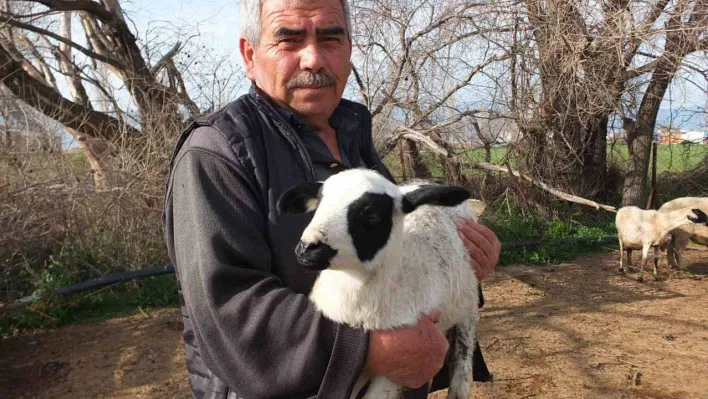 Kuzuların kesilmesine gönlü razı olmadı