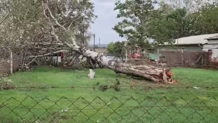 Lodos sebebiyle ağaç ve elektrik direği devrildi