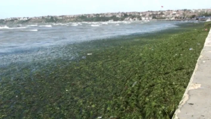 Lodos sahili yosuna bürüdü