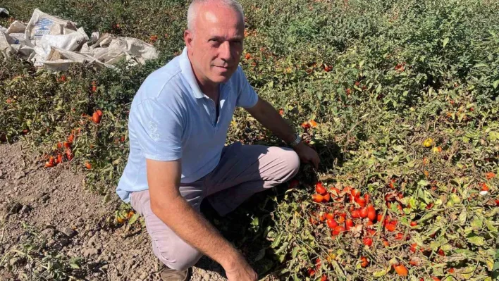 Londra'da kazandıklarıyla memleketine toprak yatırımı yaptı
