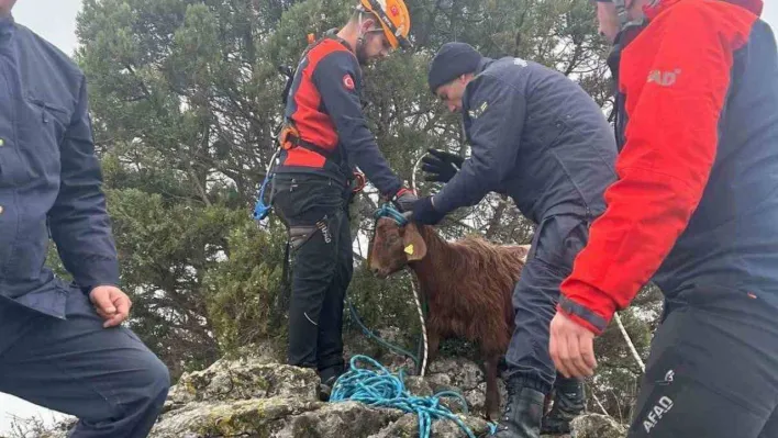 Mahsur kalan küçükbaş hayvanlar AFAD kurtardı