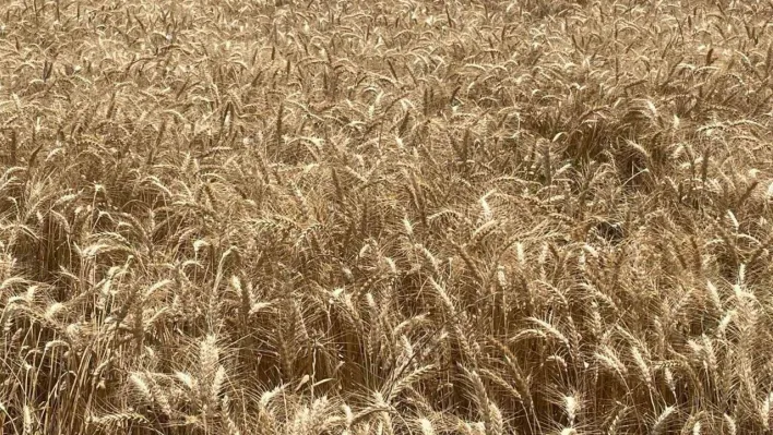 Makarnalık buğdayın tonu 2 bin 760 lira arttı