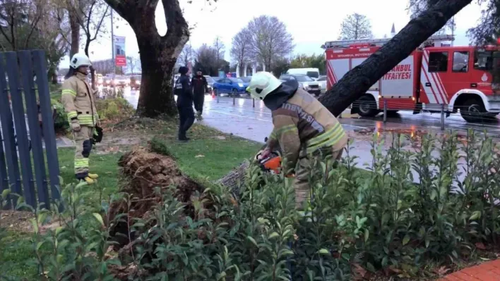 Maltepe'de devrilen ağaç itfaiye ekipleri tarafından kaldırıldı