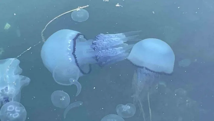 Marmara'da 'bitti' denilen müsilaj kabusu tekrar hortladı